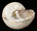 Polished Fossil Snail (Pleurotomaria) #13187-1